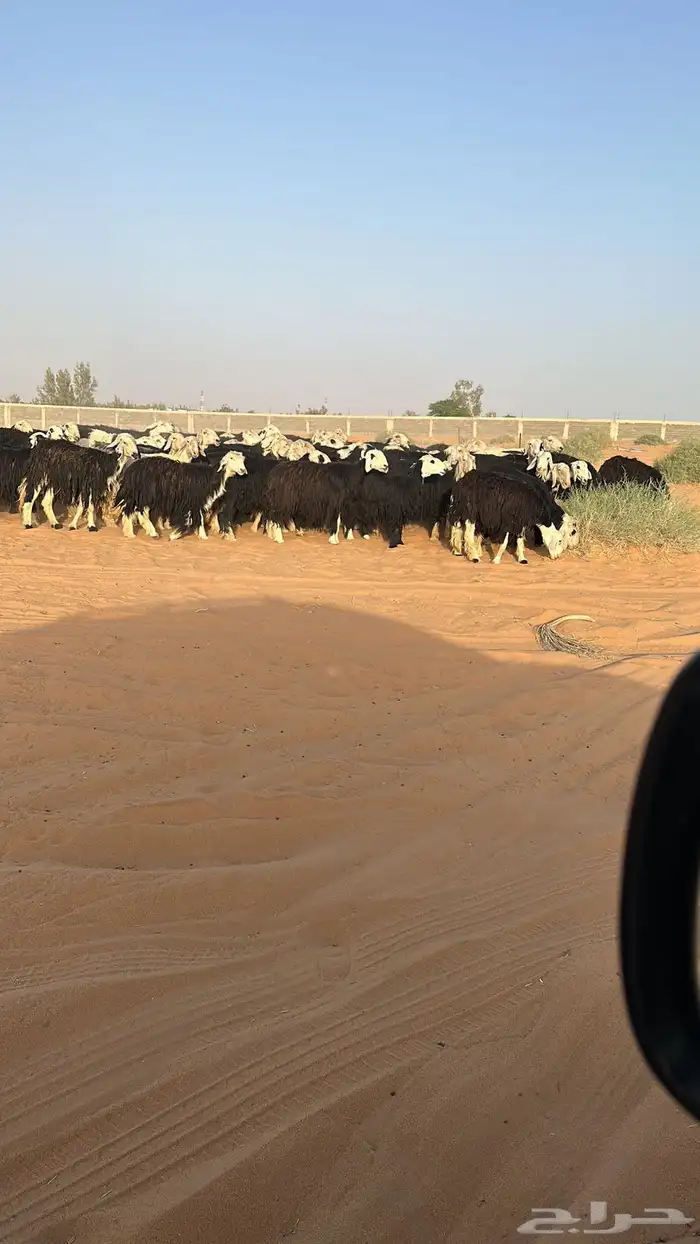 غنم نجد 3