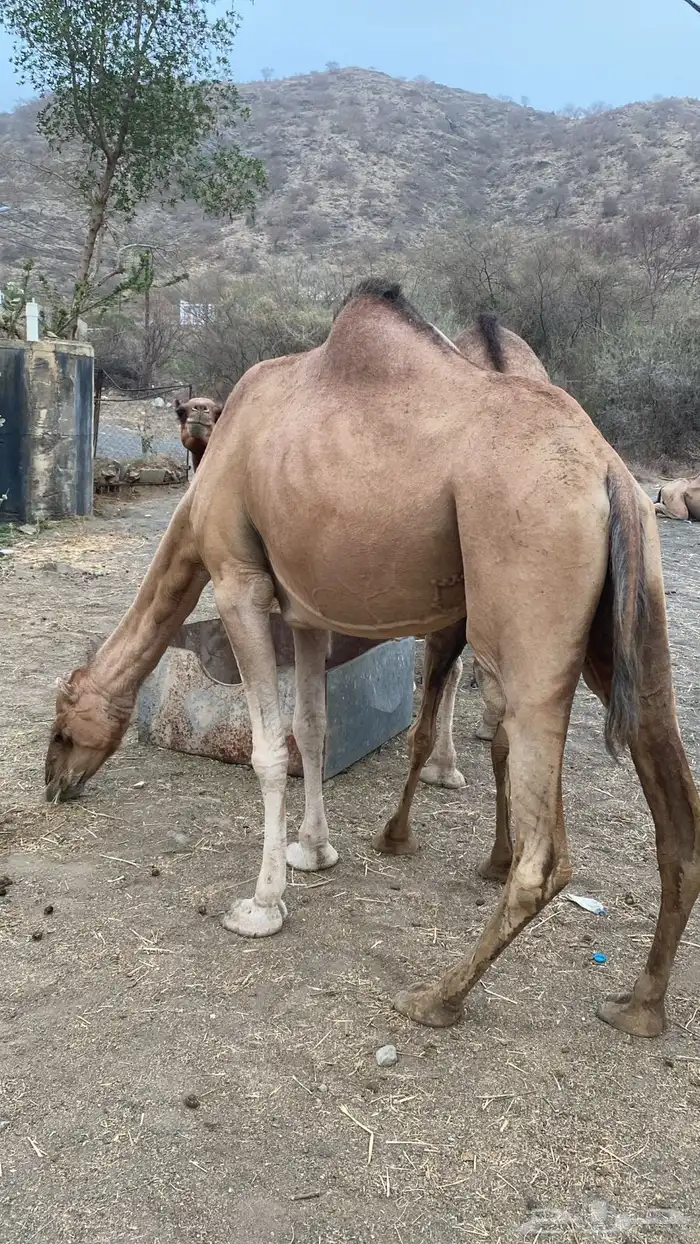 ابل عوادي وسواحل 10