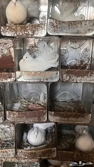 حمام رقاص هندي 1