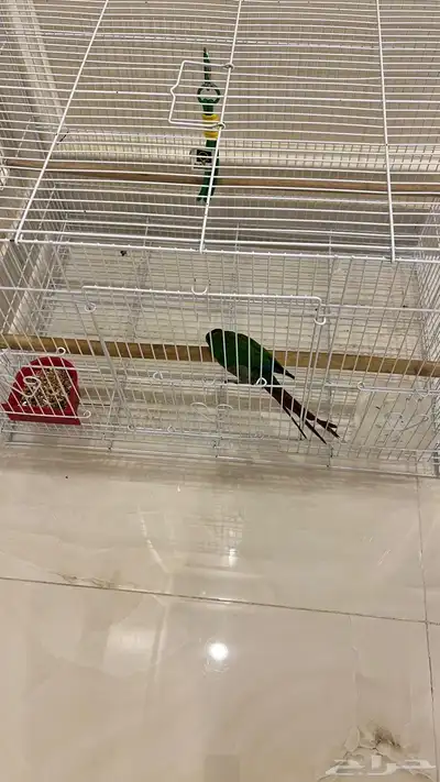 ببغاء كنيور 0