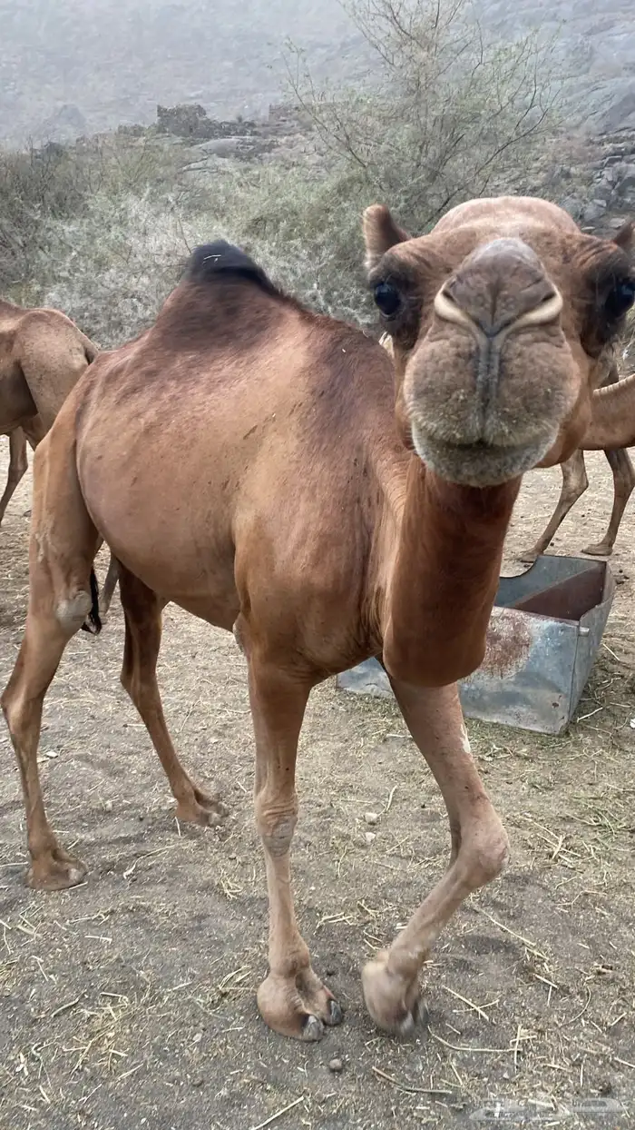 ابل عوادي وسواحل 13