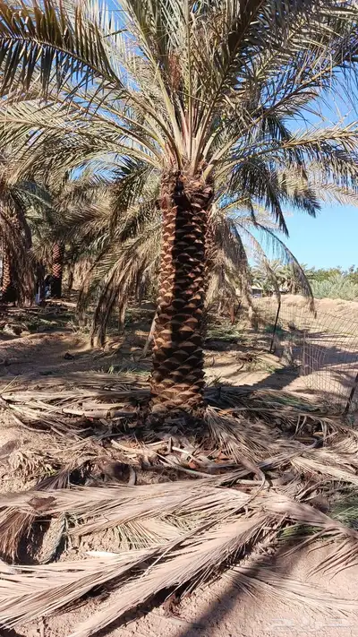 نخل 4
