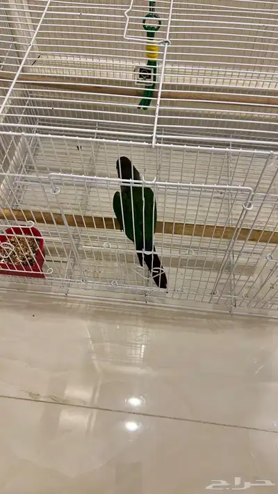 ببغاء كنيور 1