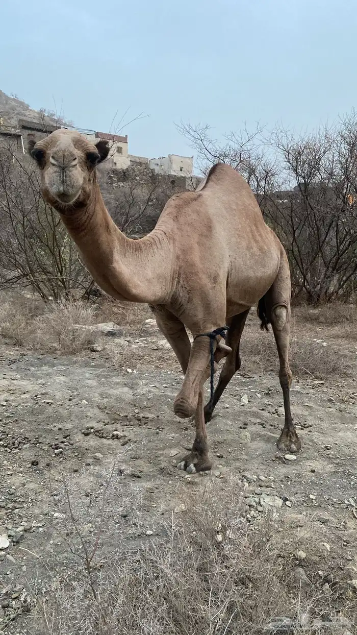 ابل عوادي وسواحل 6