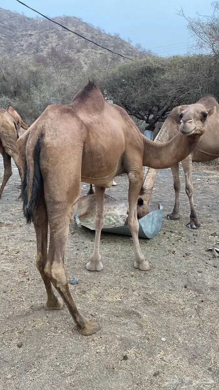 ابل عوادي وسواحل 11
