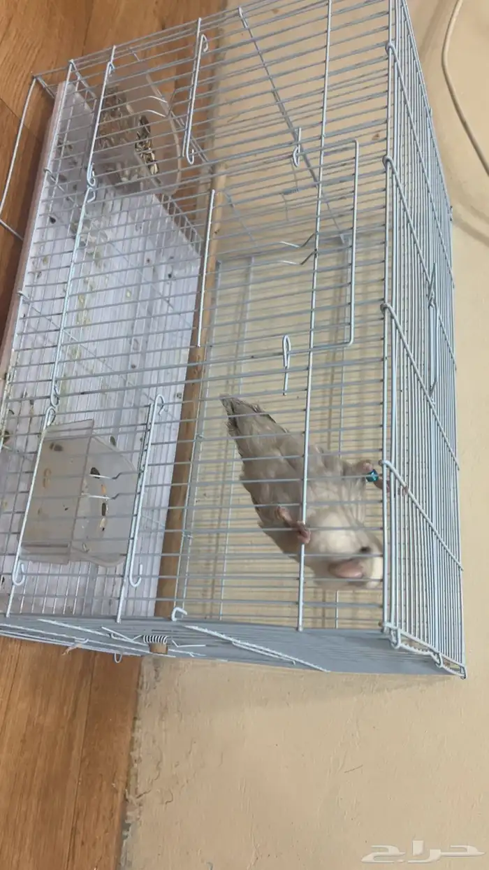 طير روز للبيع 1