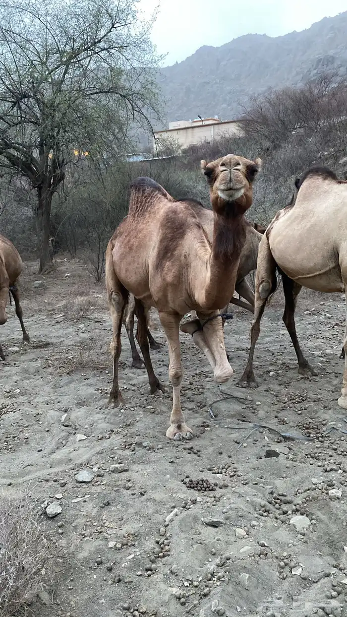 ابل عوادي وسواحل 2