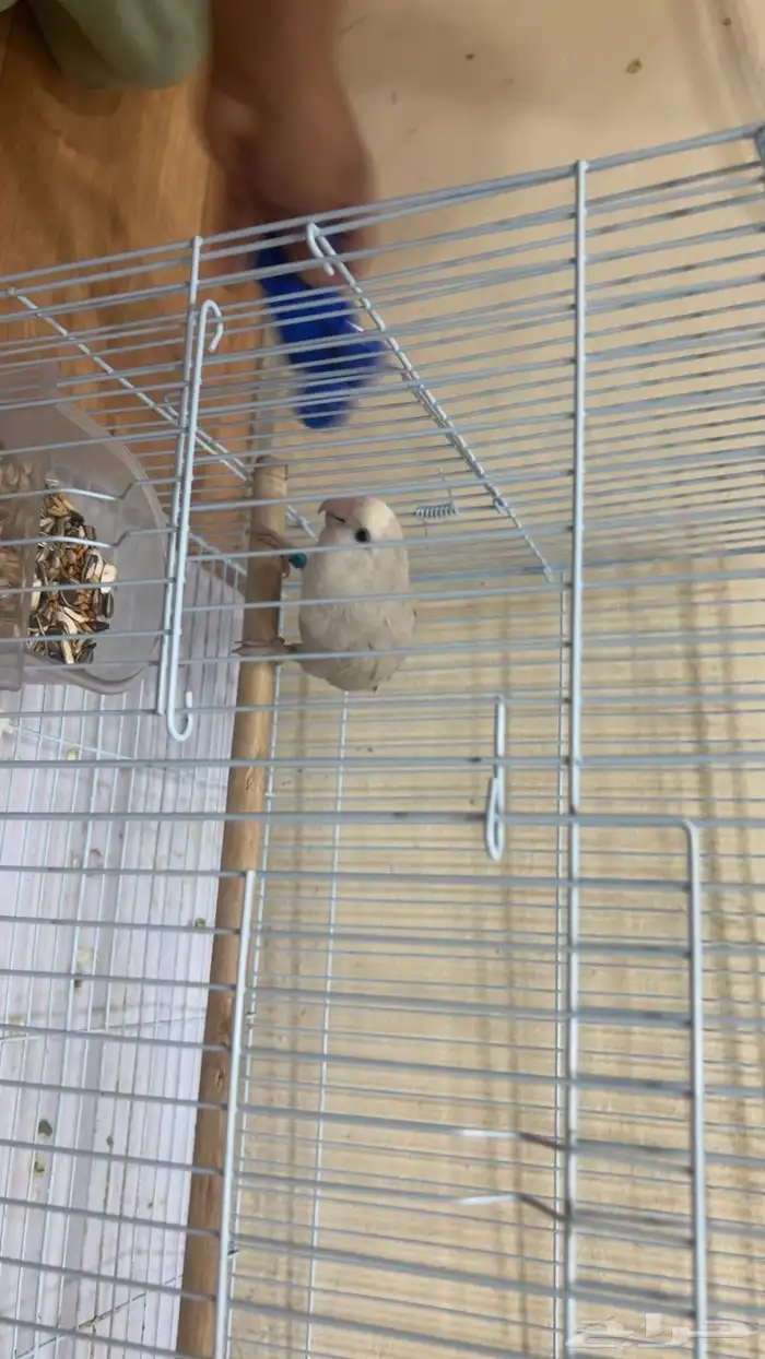 طير روز للبيع 0