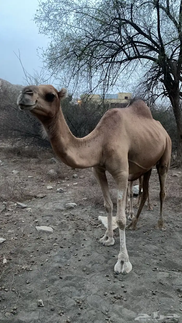 ابل عوادي وسواحل 1