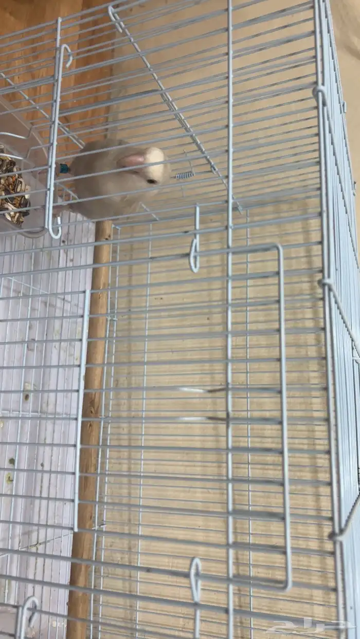 طير روز للبيع 2