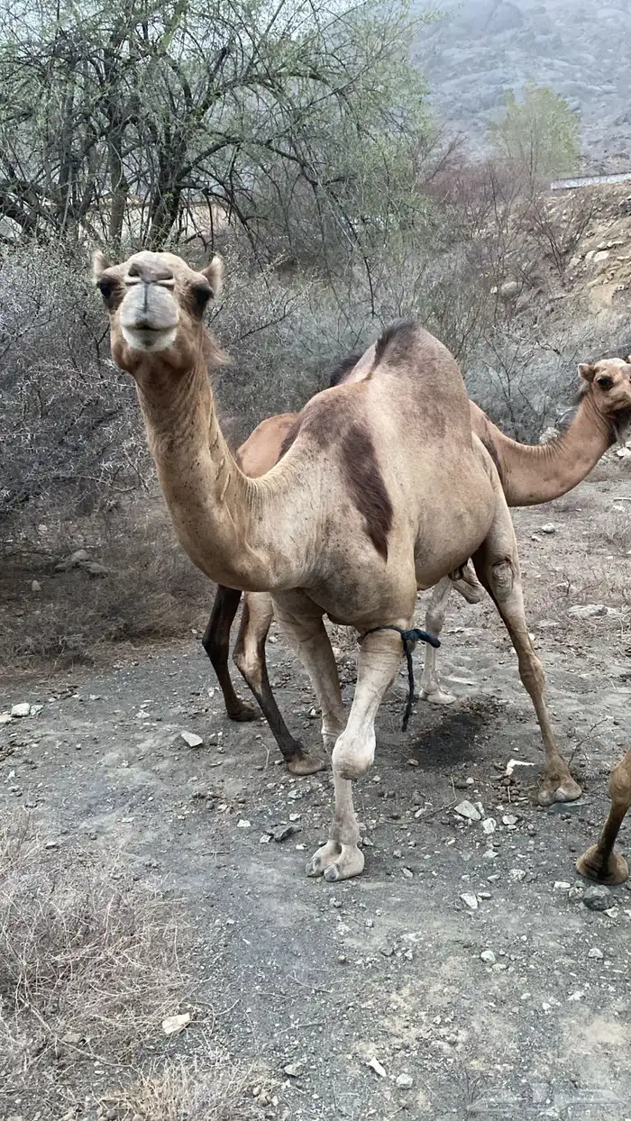 ابل عوادي وسواحل 5