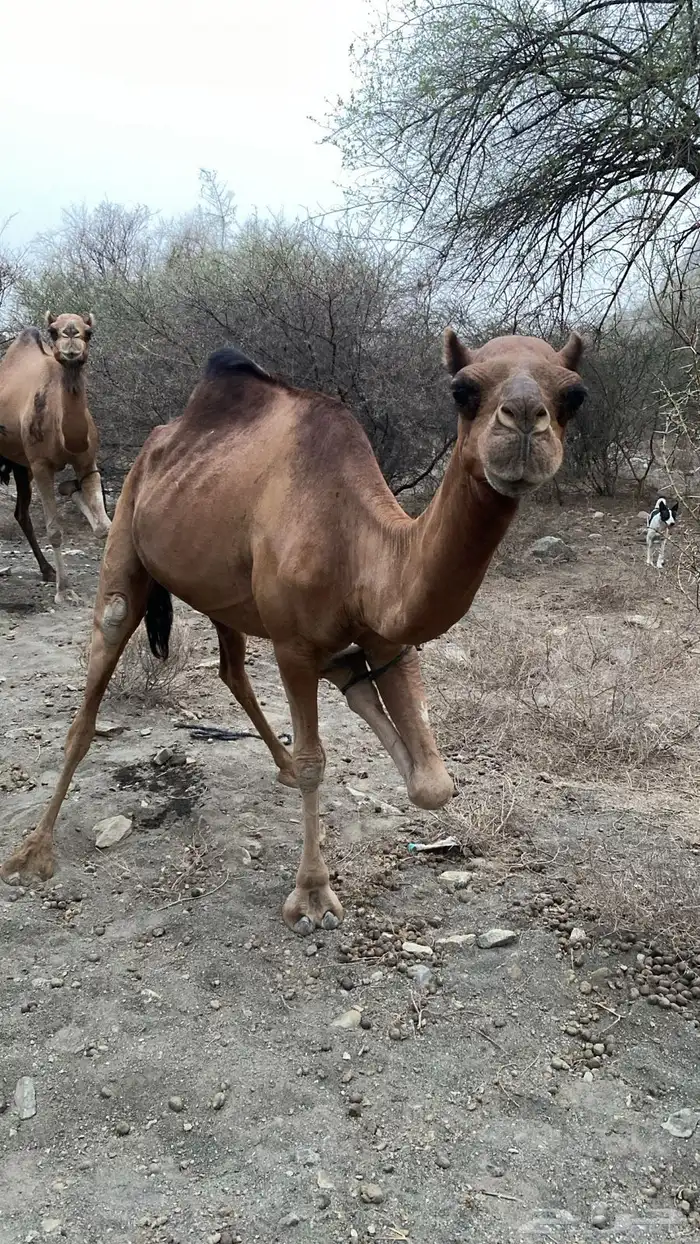 ابل عوادي وسواحل 4