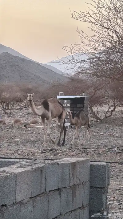 خلفه تحتها قعود 0