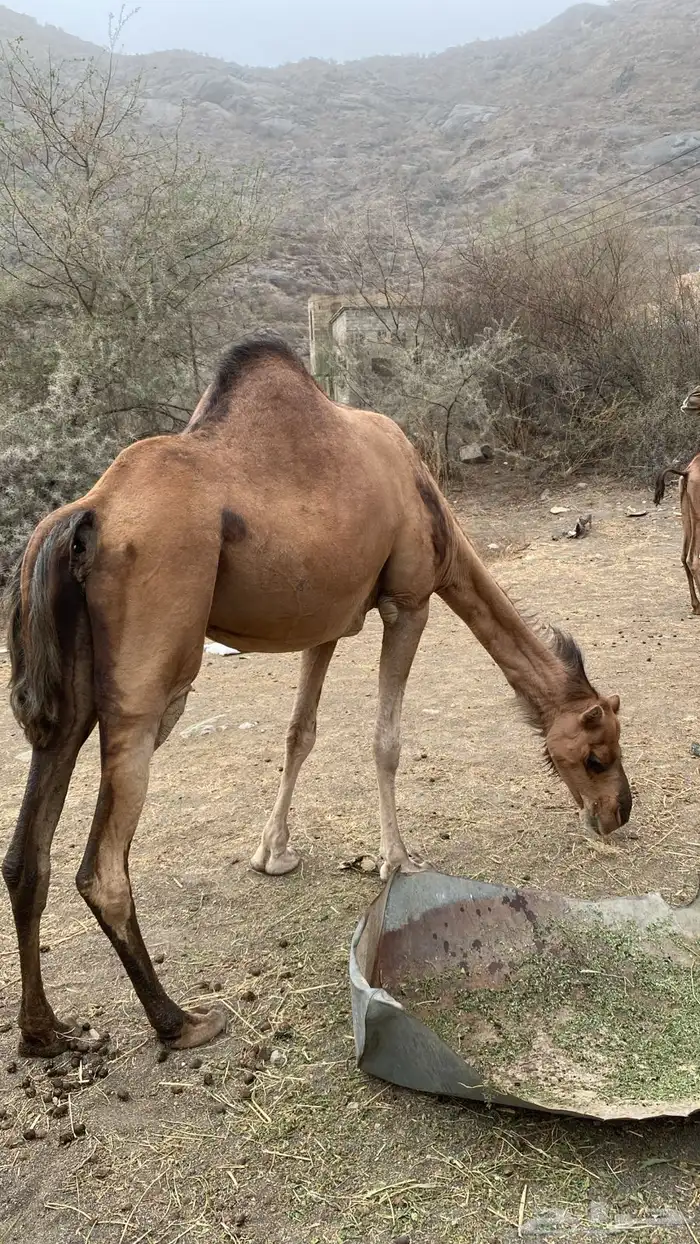 ابل عوادي وسواحل 14