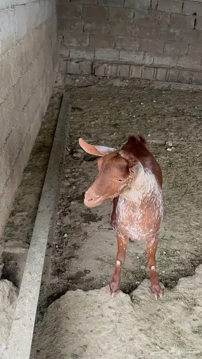 مشروع فحل 2