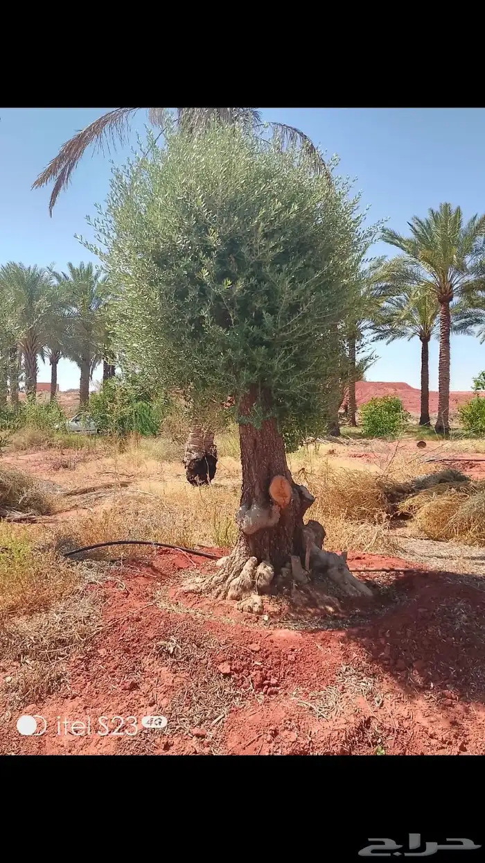 شجر زيتون ومعمر 70
