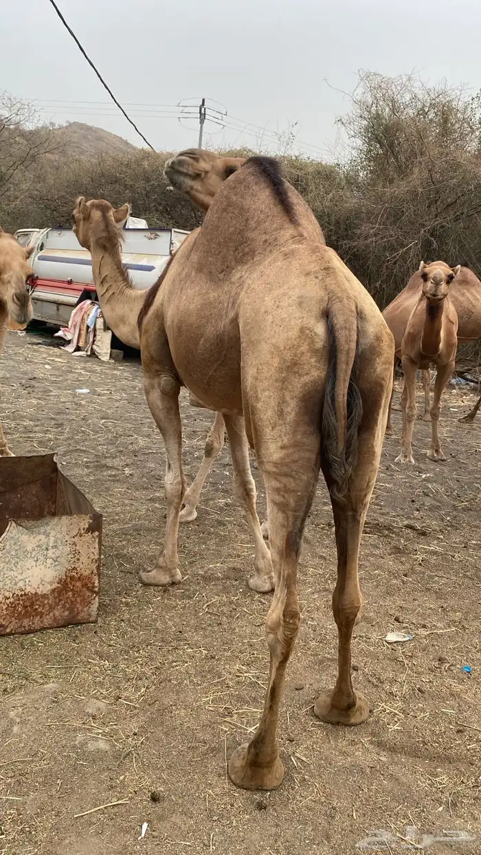 ابل عوادي وسواحل 9