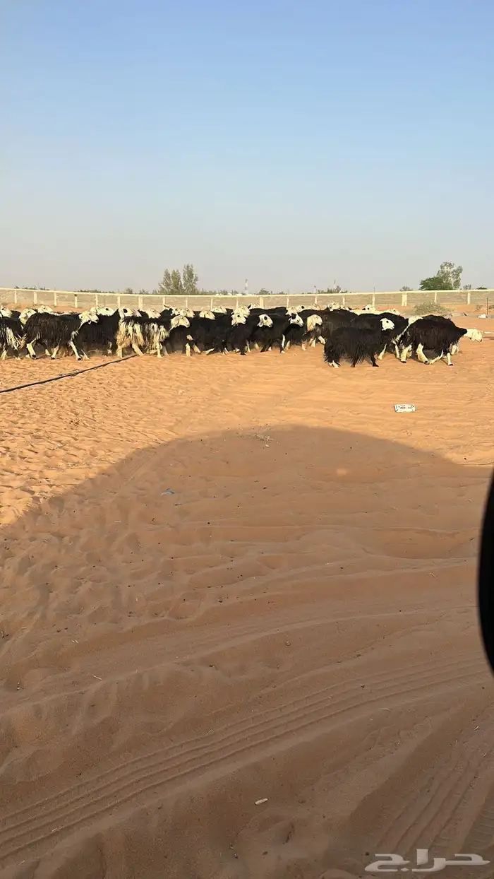 غنم نجد 2