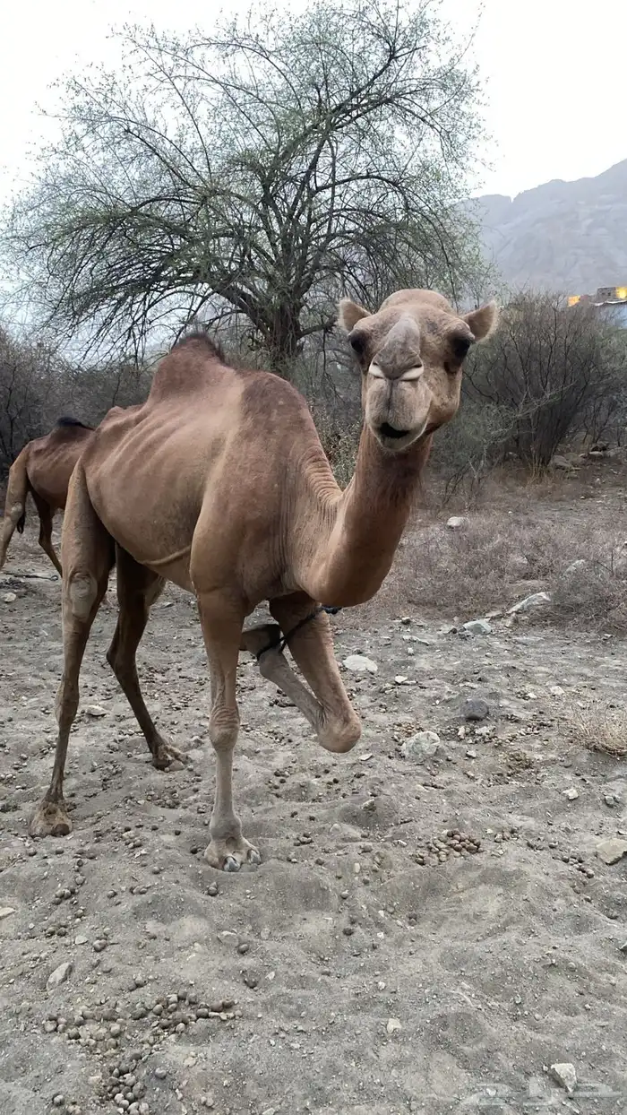 ابل عوادي وسواحل 3