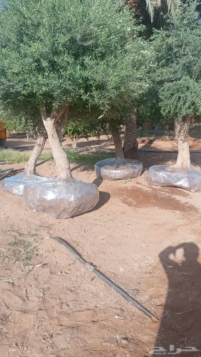 شجر زيتون ومعمر 51