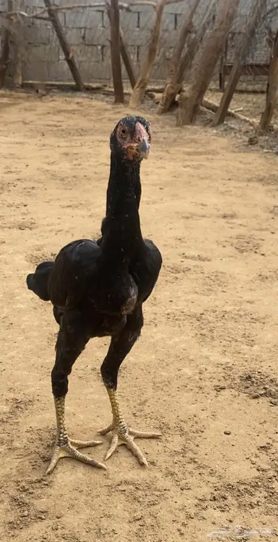 شامو الماني 2