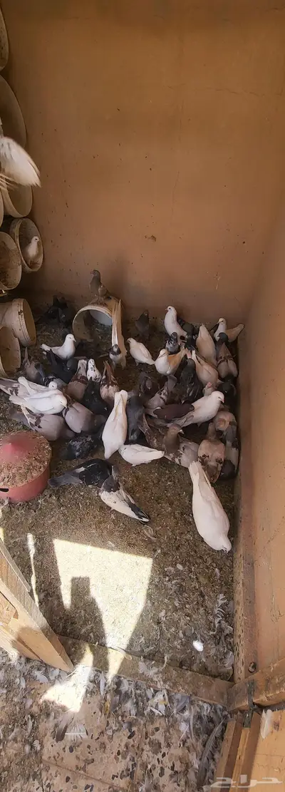 عشة حمام 6