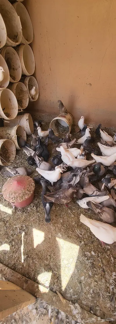 عشة حمام 4
