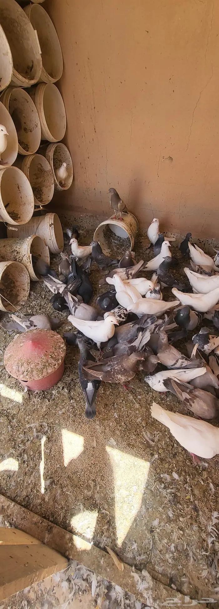 عشة حمام 4