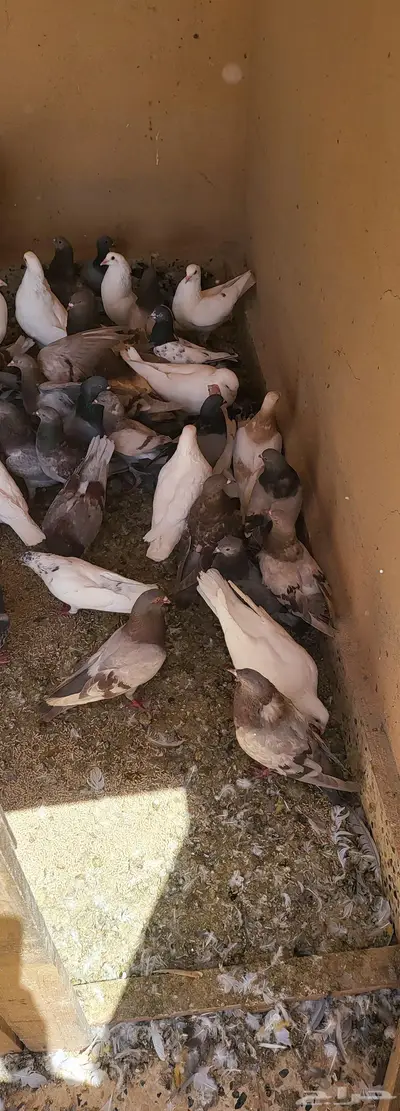 عشة حمام 1