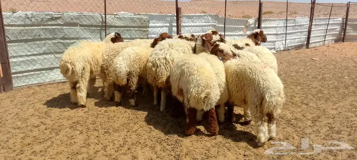 بهم نعيم 0