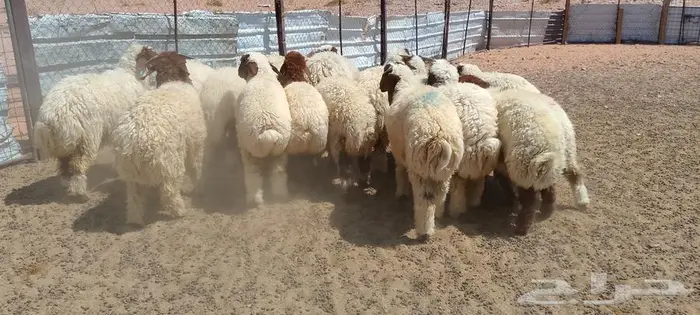 بهم نعيم 2