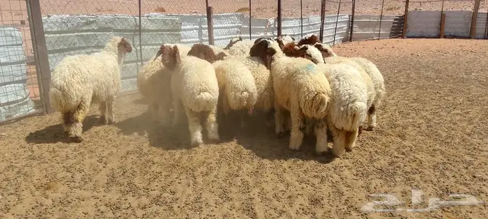 بهم نعيم 4