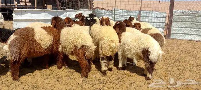 بهم نعيم 6