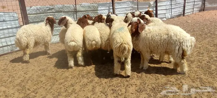 بهم نعيم 3