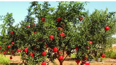 محصول رمان على الشجر للبيع 0