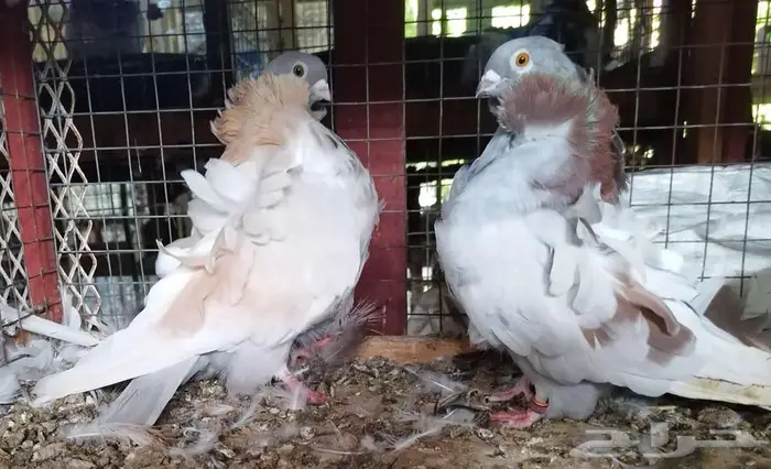 حمام للبيع مجموعة كبيرة 31