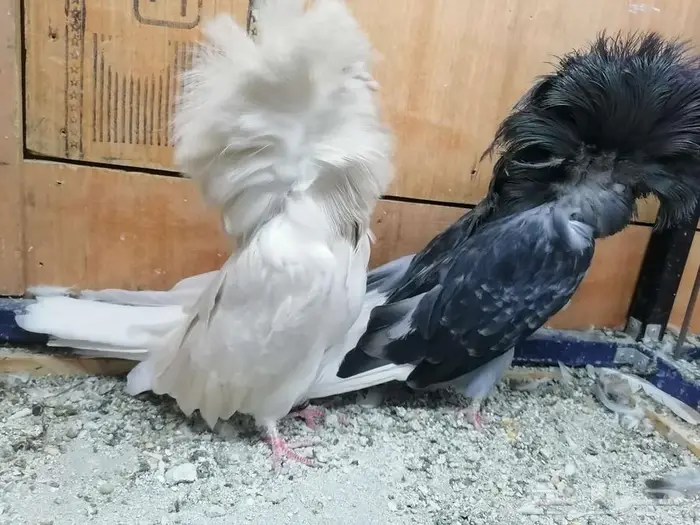 حمام للبيع مجموعة كبيرة 40