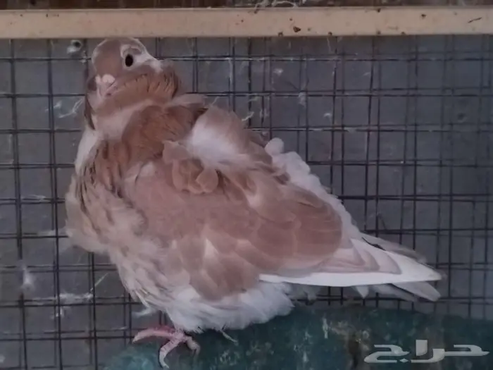 حمام للبيع مجموعة كبيرة 19