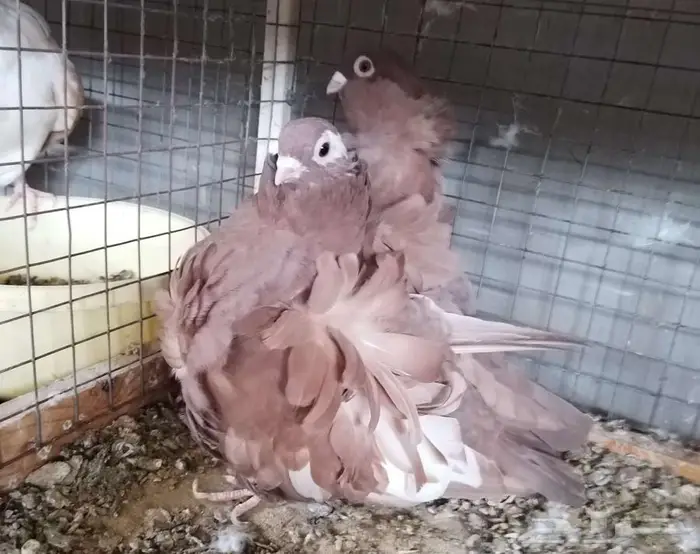 حمام للبيع مجموعة كبيرة 45
