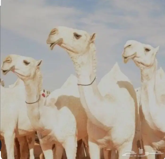 مطلوب ابل وضح ضغط عالي اللي عنده يرسل 0