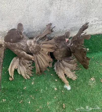طبات رقاص هندي فاخره 0