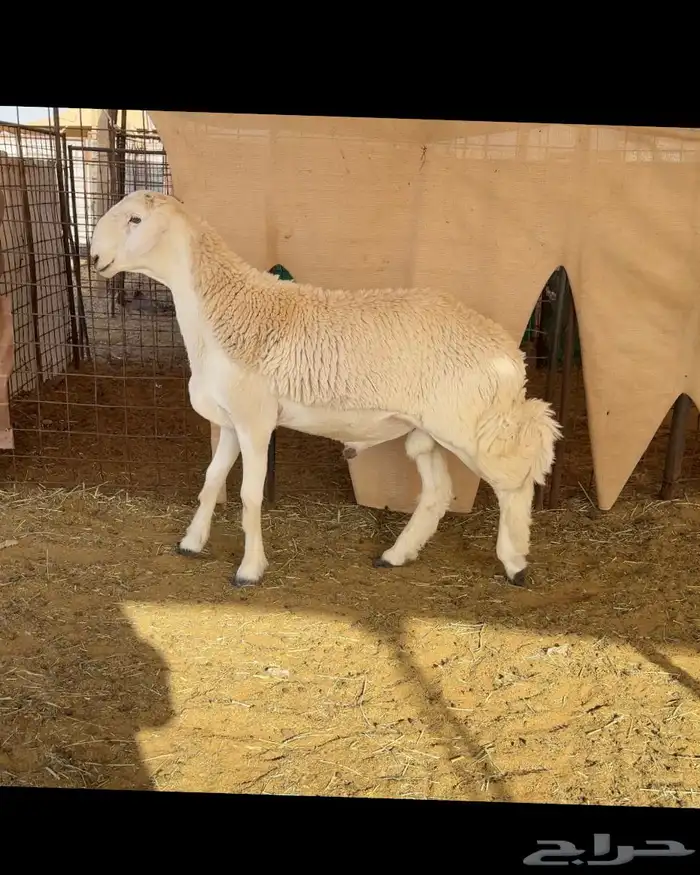 جذع حري مشروع فحل ( معرف ) 3