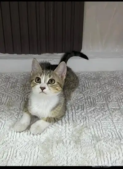 قطط شيرازي تبني 0
