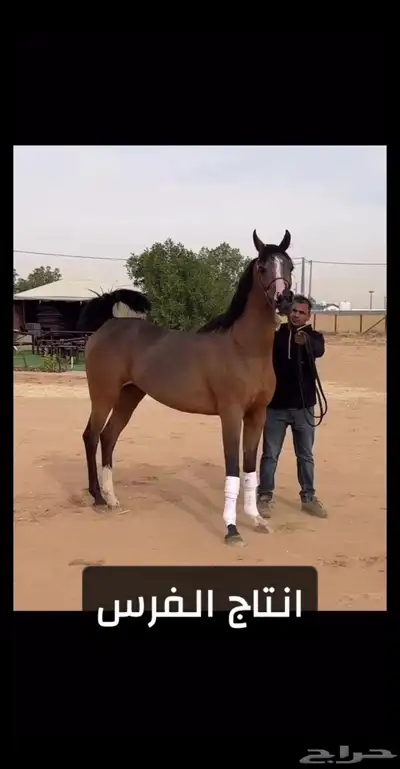 للبيع فرس مستوره من أمريكا واهو منتجه بنت( انزو) 1