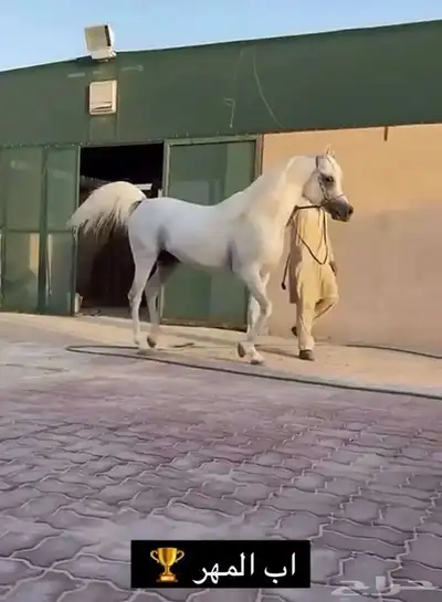 حصان مهر واهو 2
