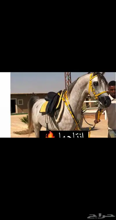 للبيع فرس مستوره من أمريكا واهو منتجه بنت( انزو) 3