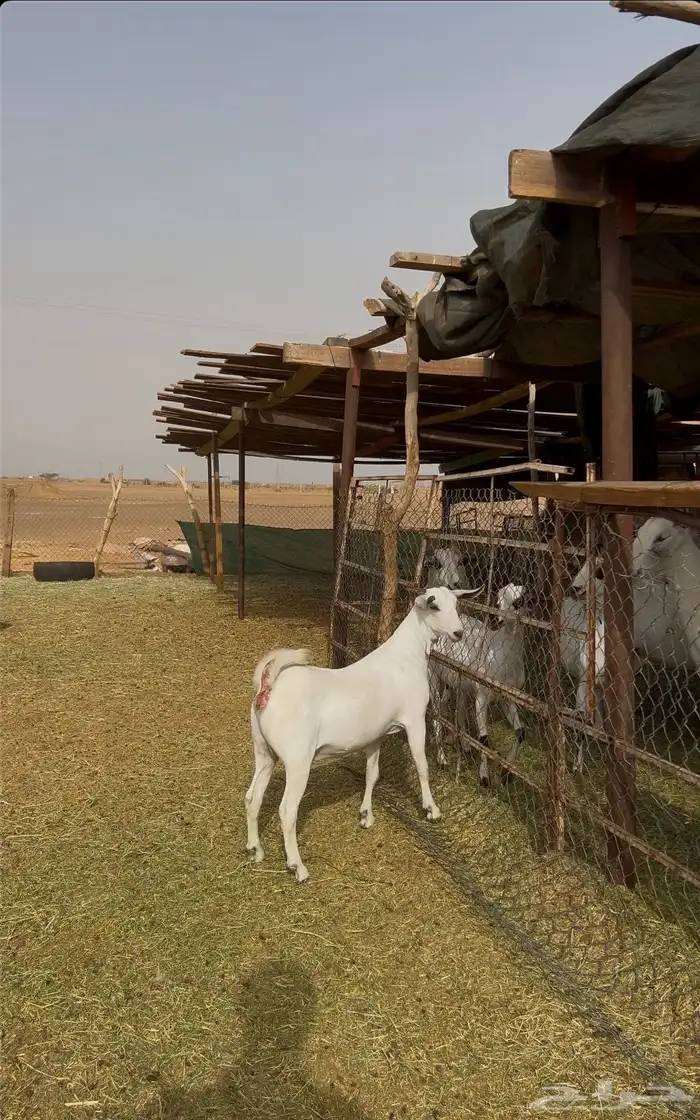 جفرة بيشية صنف 1