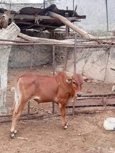 بقره جامع للبيع وولدها عمره تقريبا  5 شهور والبقره دافع 2