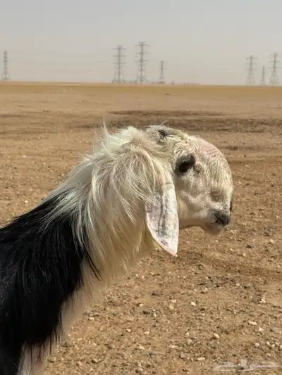 خروف نجدي صنف 0