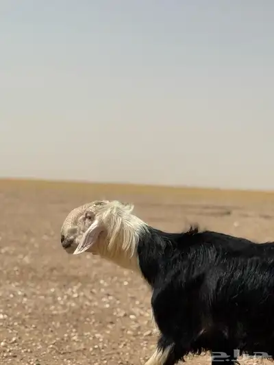 خروف نجدي صنف 2